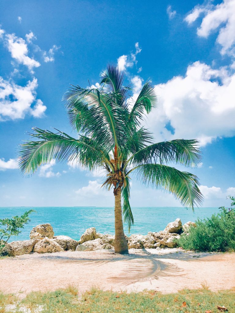 a stunning palm tree with the beautiful Key West waters 