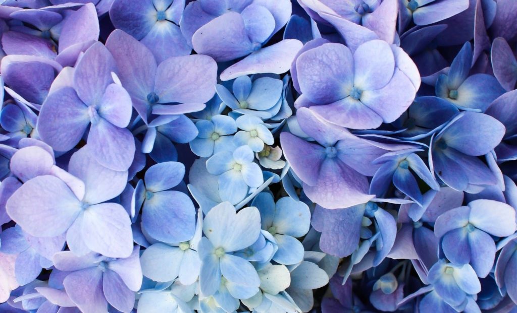 blue hydrangea in the spring