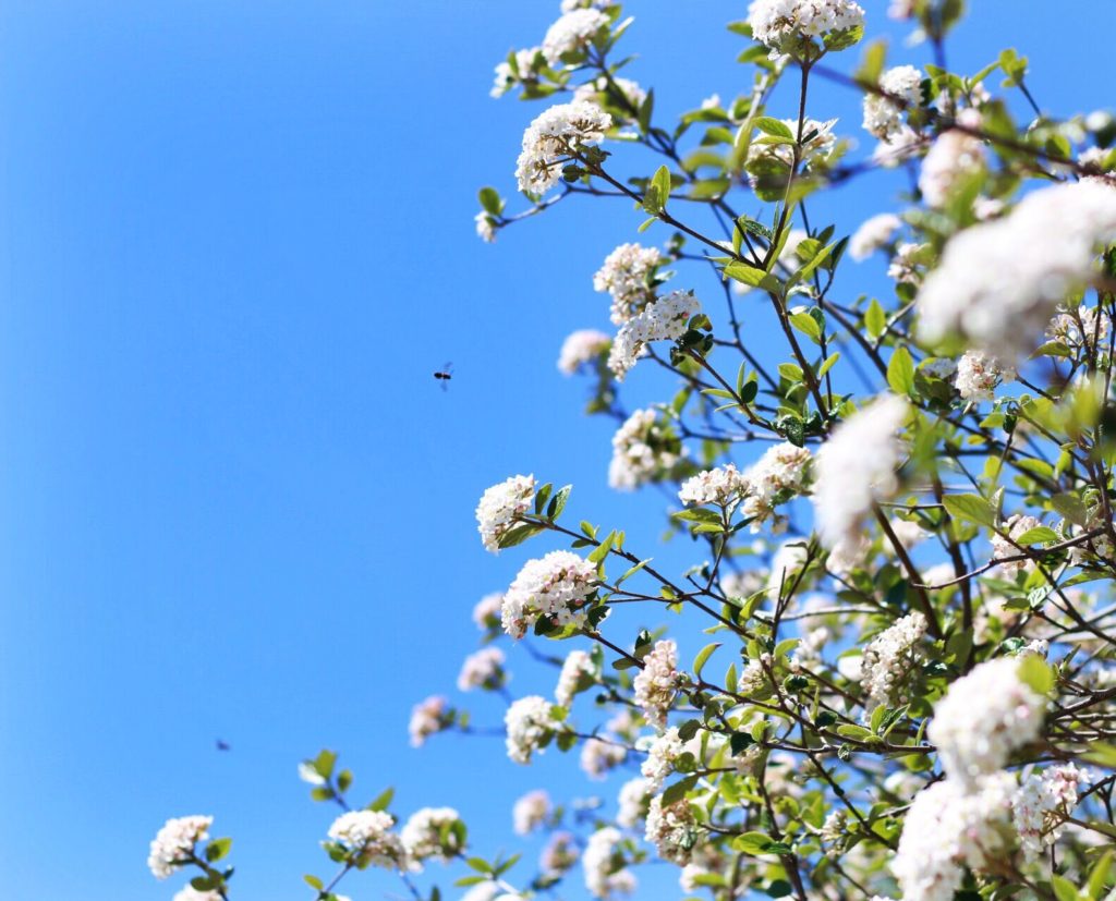 sunny spring day with white flowers