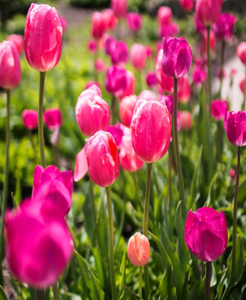 pink tulips in the spring