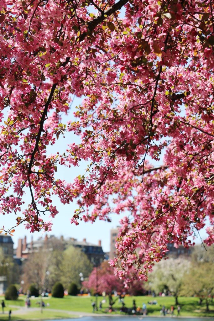 cherry blossoms in the spring