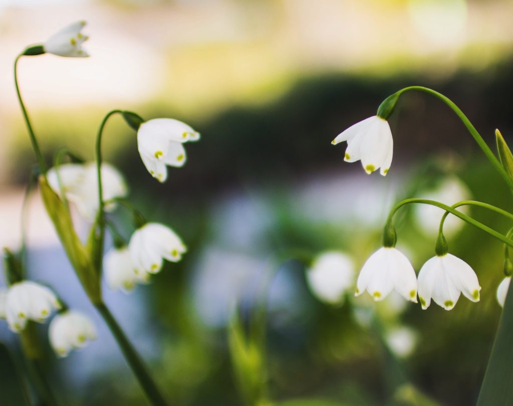 white drop down spring flowers