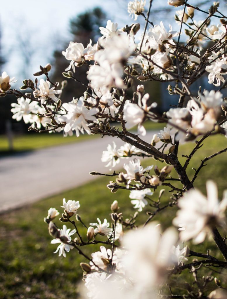 white flowers in the spring