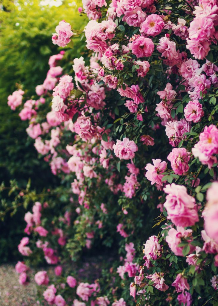 pink flower wall in the spring