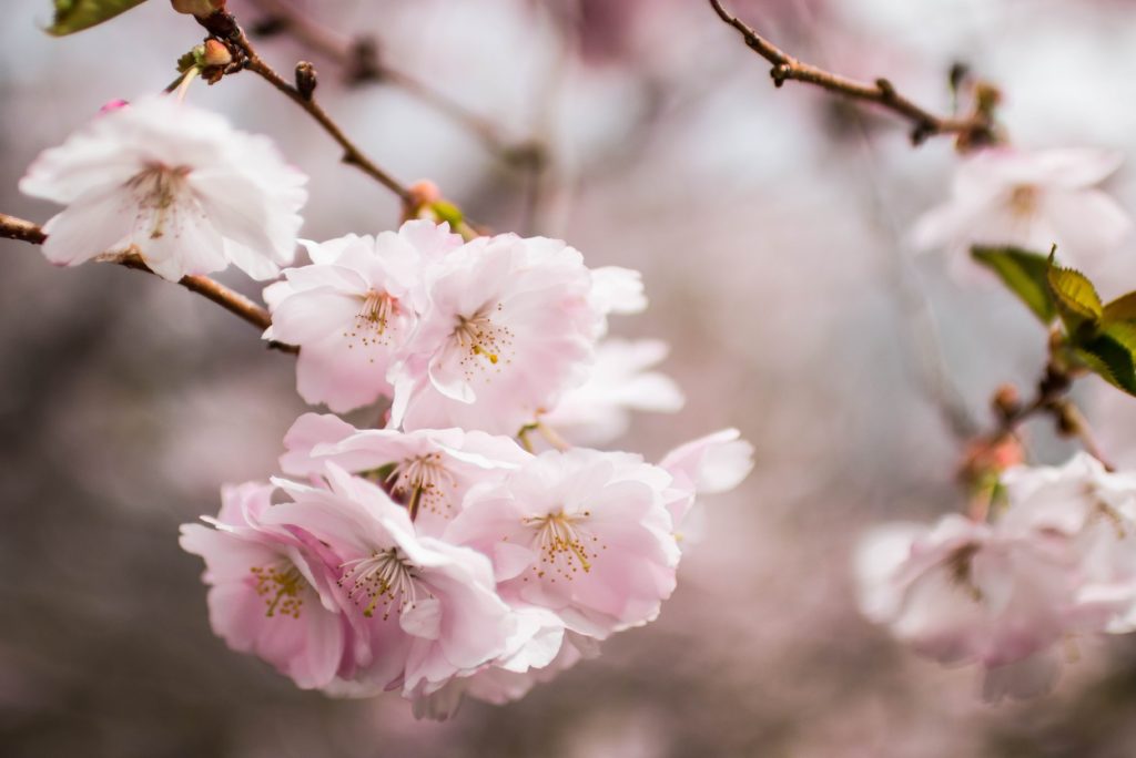 pale pink flowers in the spring