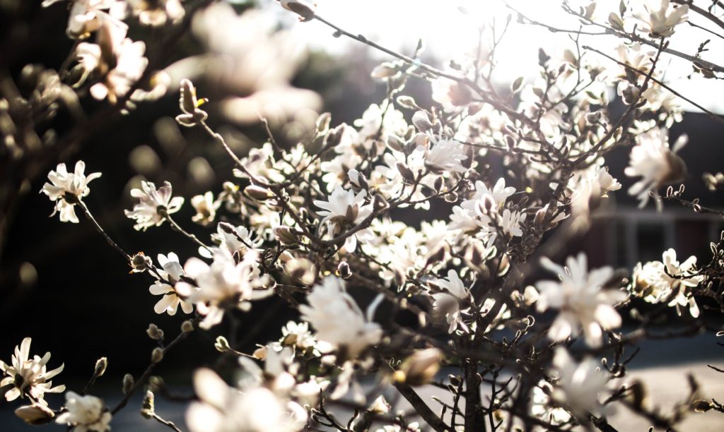 white flowers in the spring