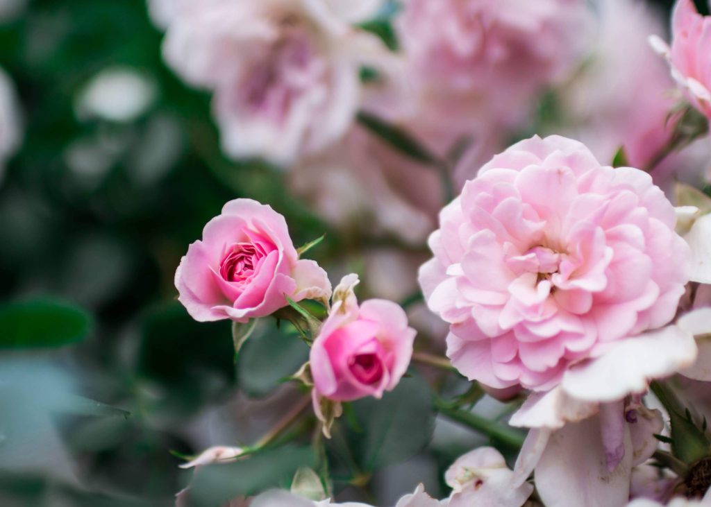 spring pink roses 