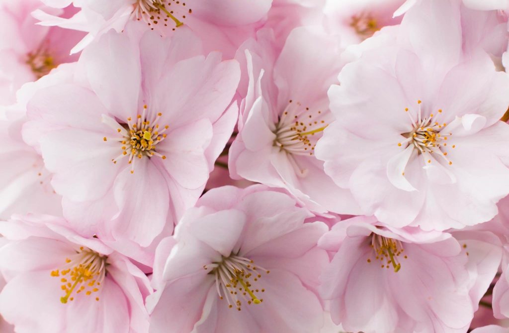 pale pink spring flowers 