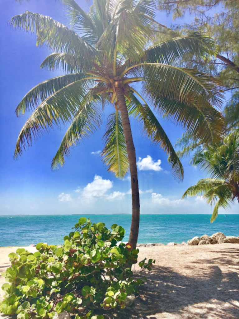 palm tree and Key West waters