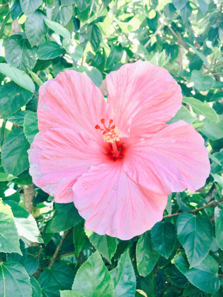 Hibiscus (Hawaiian Flowers)