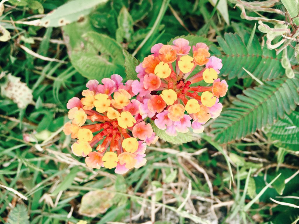 Lantana (Hawaiian Flowers)