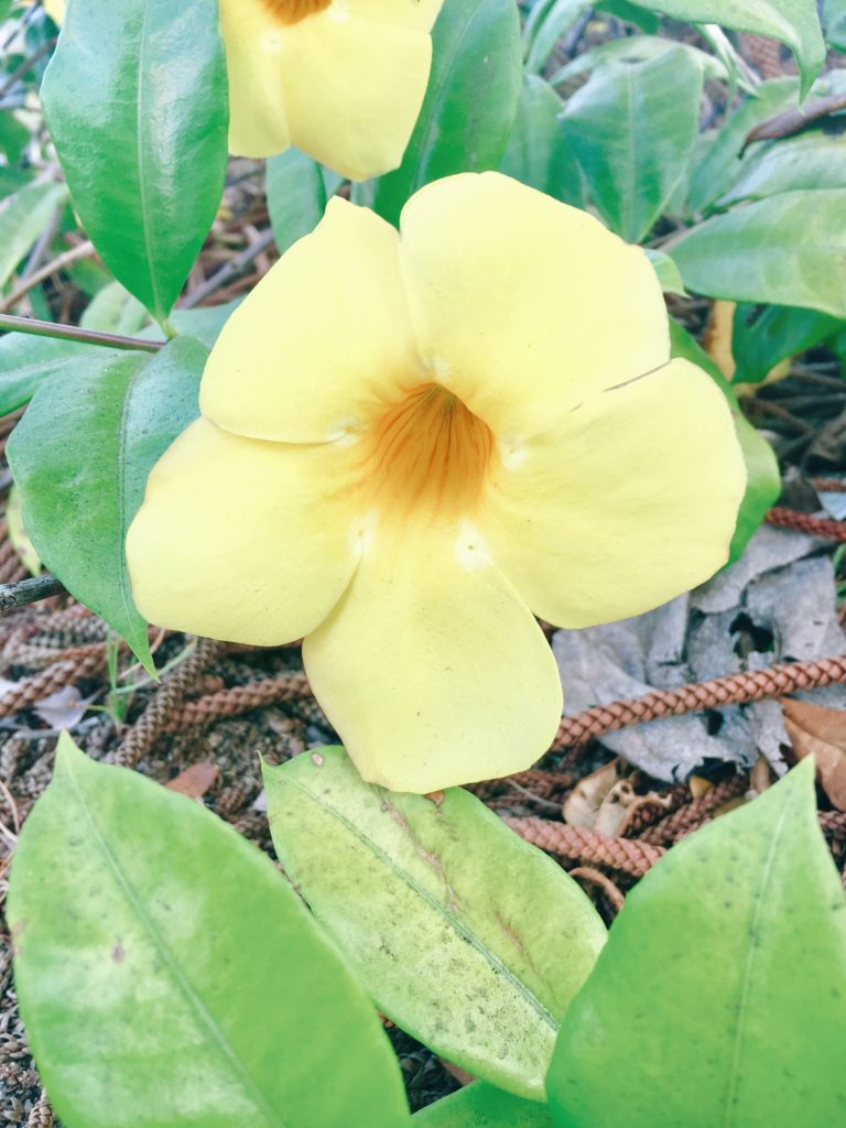 Allamanda (Hawaiian Flowers)