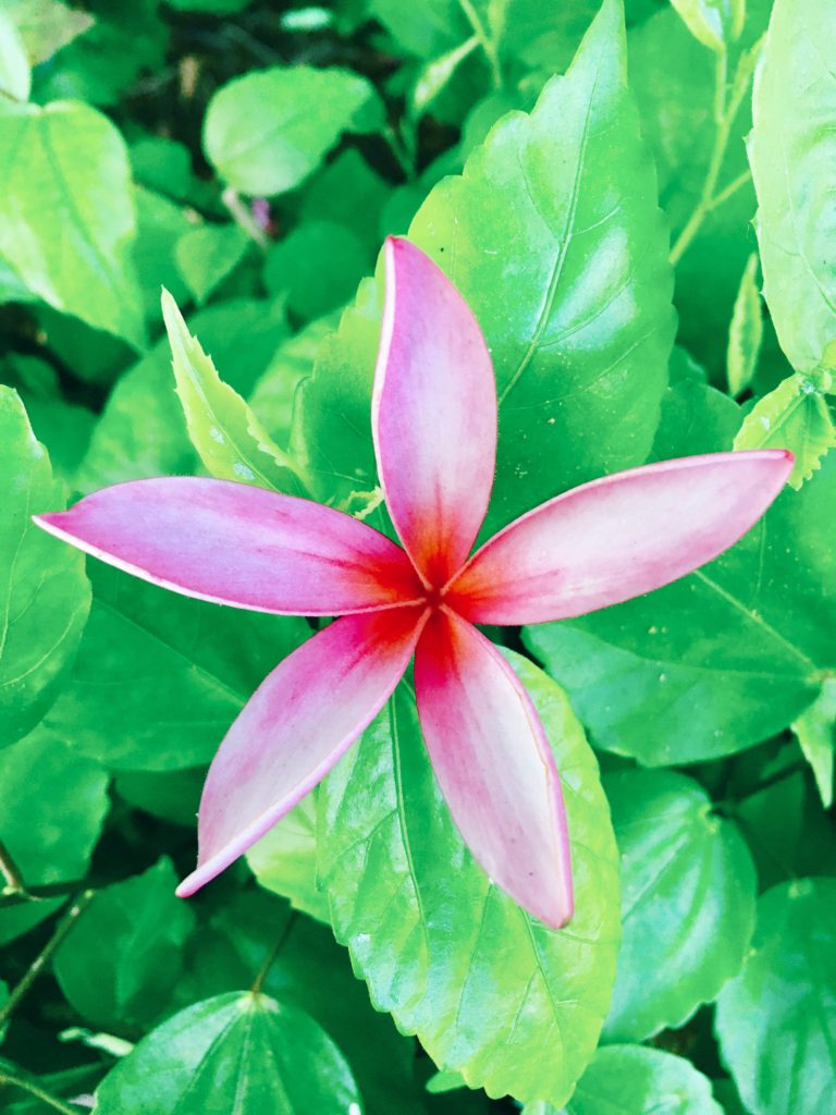 Plumeria (Hawaiian Flowers)