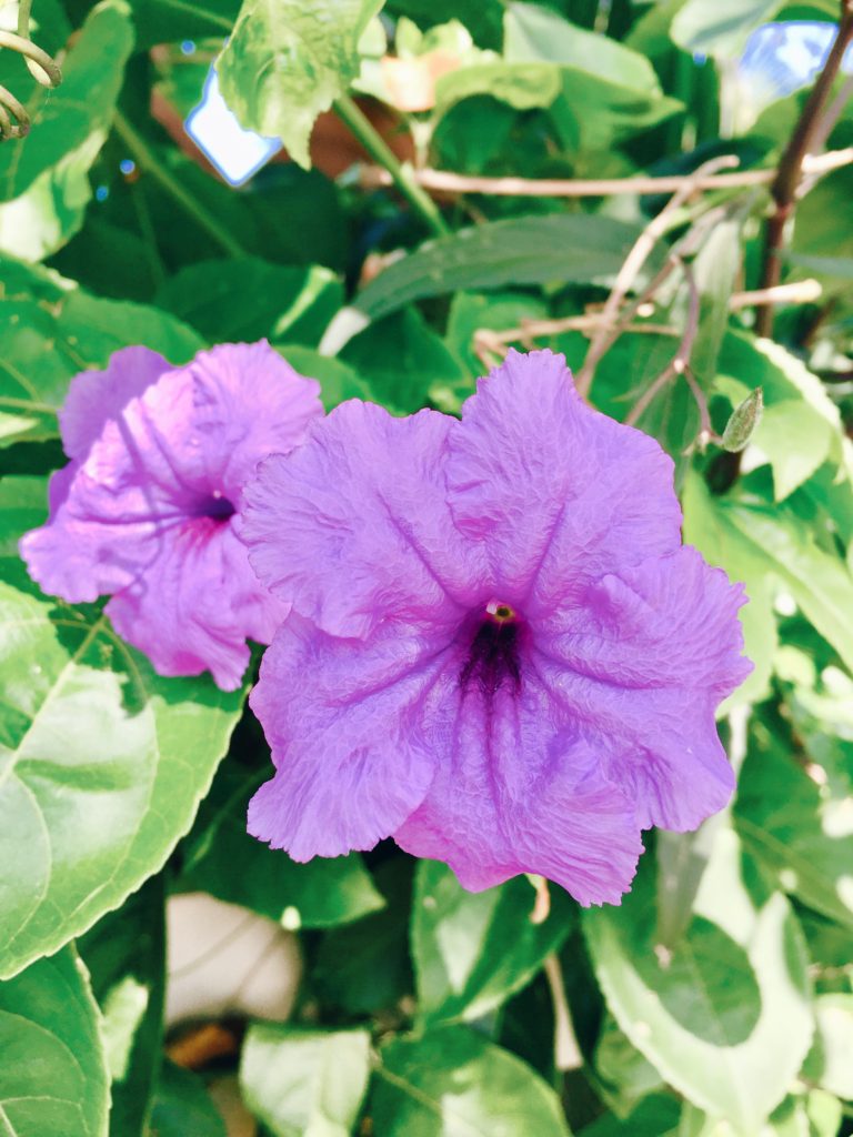 Glory Bush (Hawaiian Flowers) 