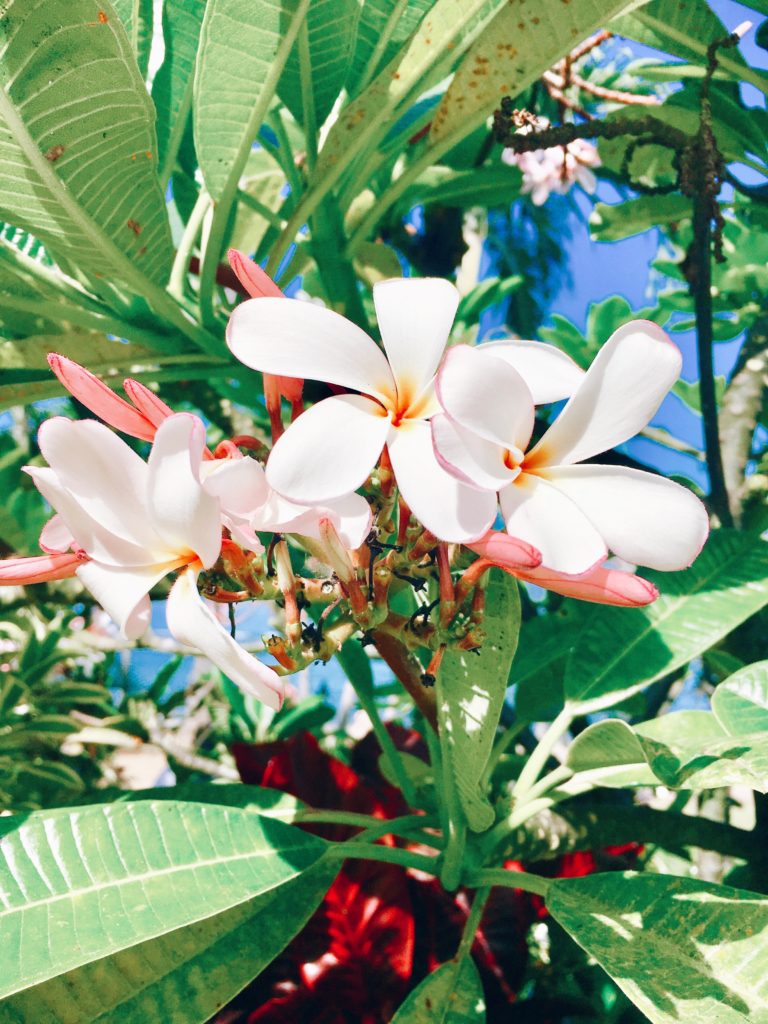 Plumeria (Hawaiian Flowers)