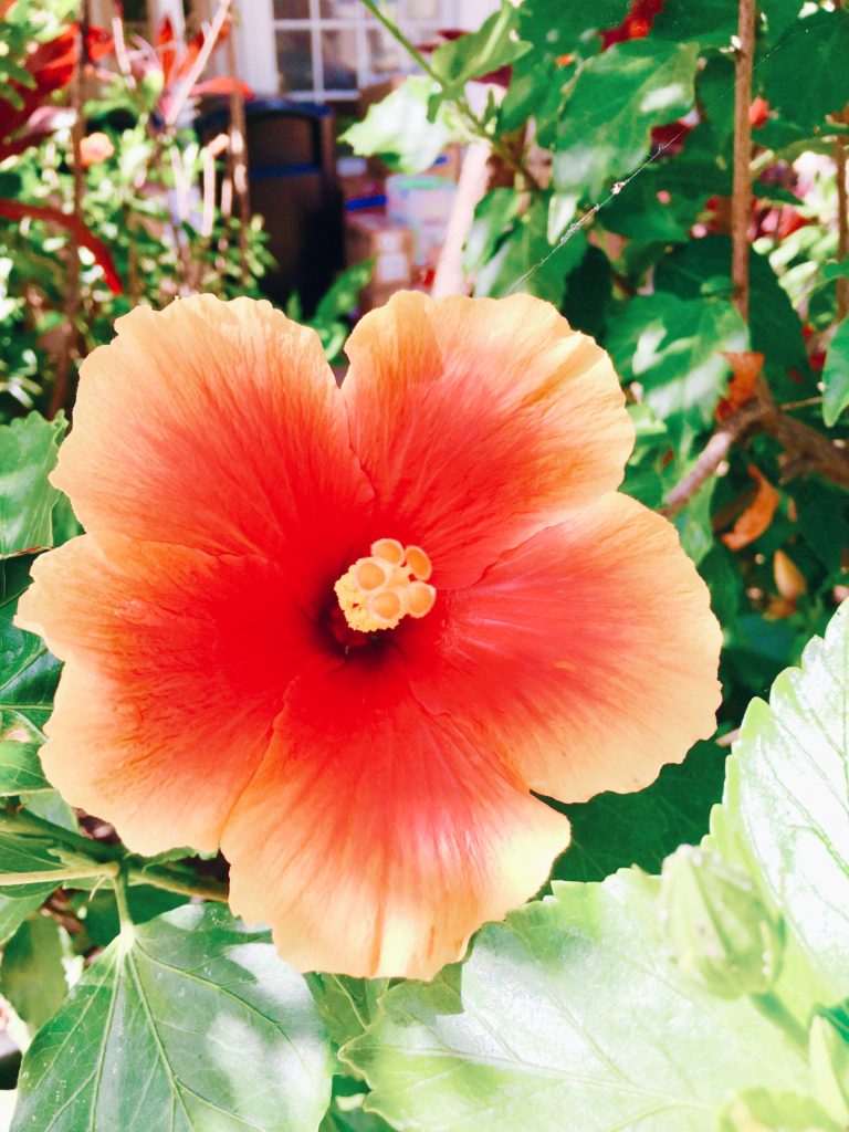 red and orange hibiscus (Hawaiian flowers)