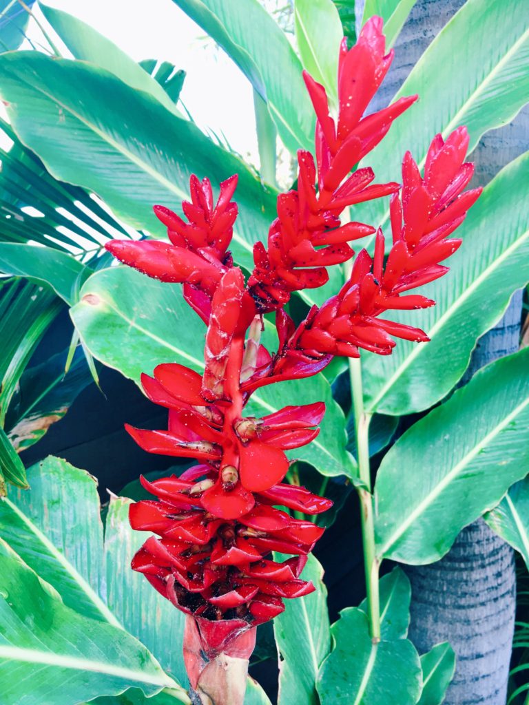 Red Ginger (hawaiian flowers)