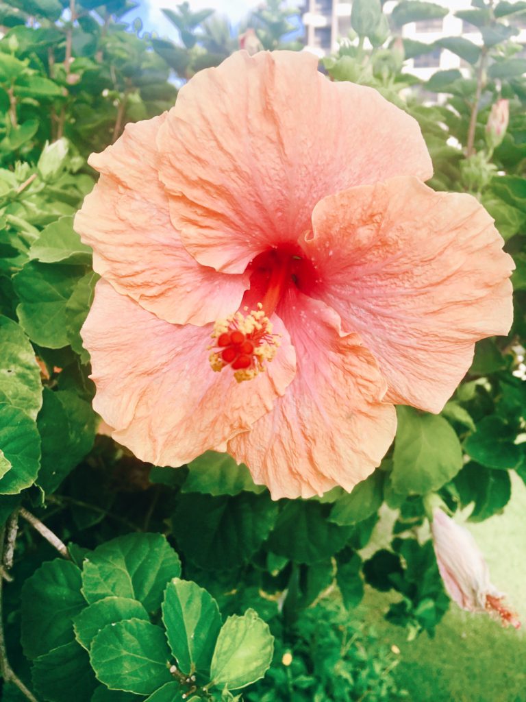 Orange Hibiscus (Hawaiian Flowers)