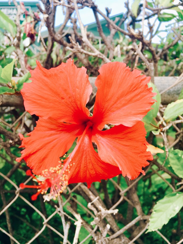 Red Hibiscus (Hawaiian Flowers)