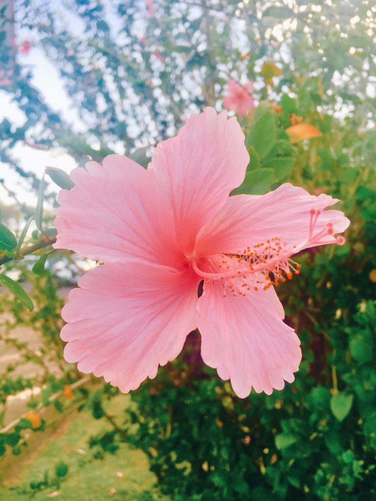 Pink Hibiscus (Hawaiian Flowers)