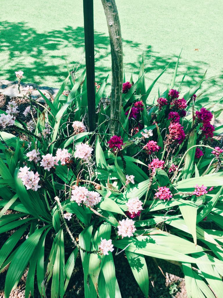 purple and pink Hawaiian Flowers