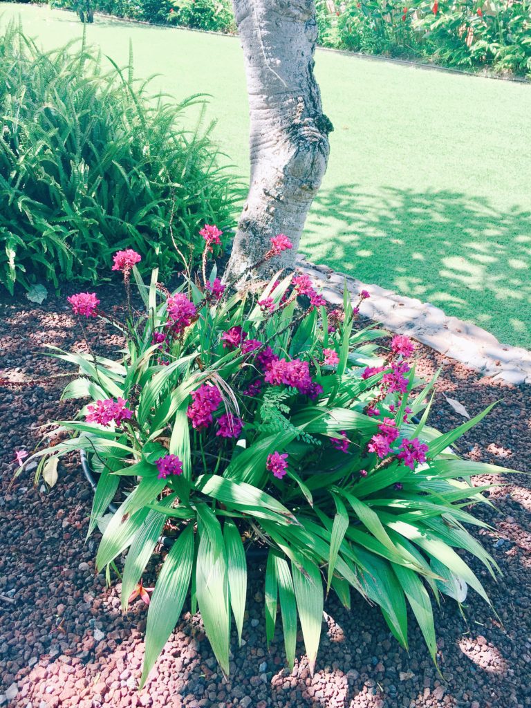 purple Hawaiian Flowers