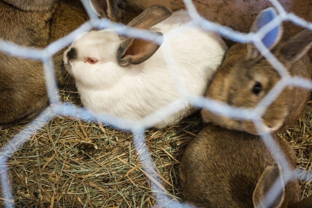 bunny's at Merrifield farm