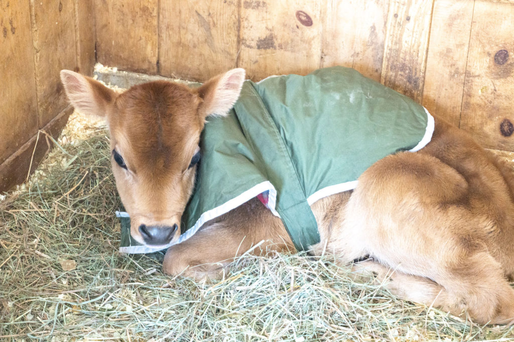 baby cow at merrifield farm