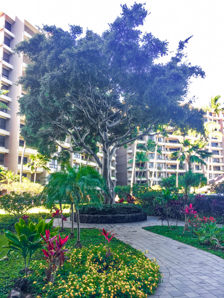 the courtyard at Kaanapali Alii Resort