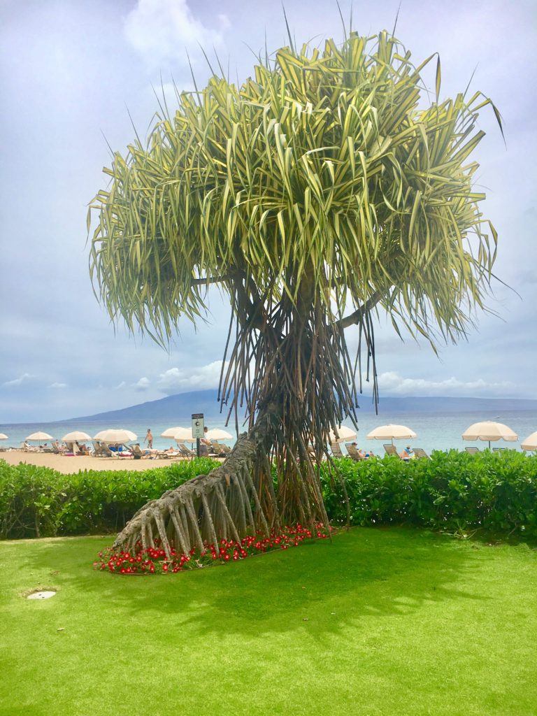 a tree on the beach walk 