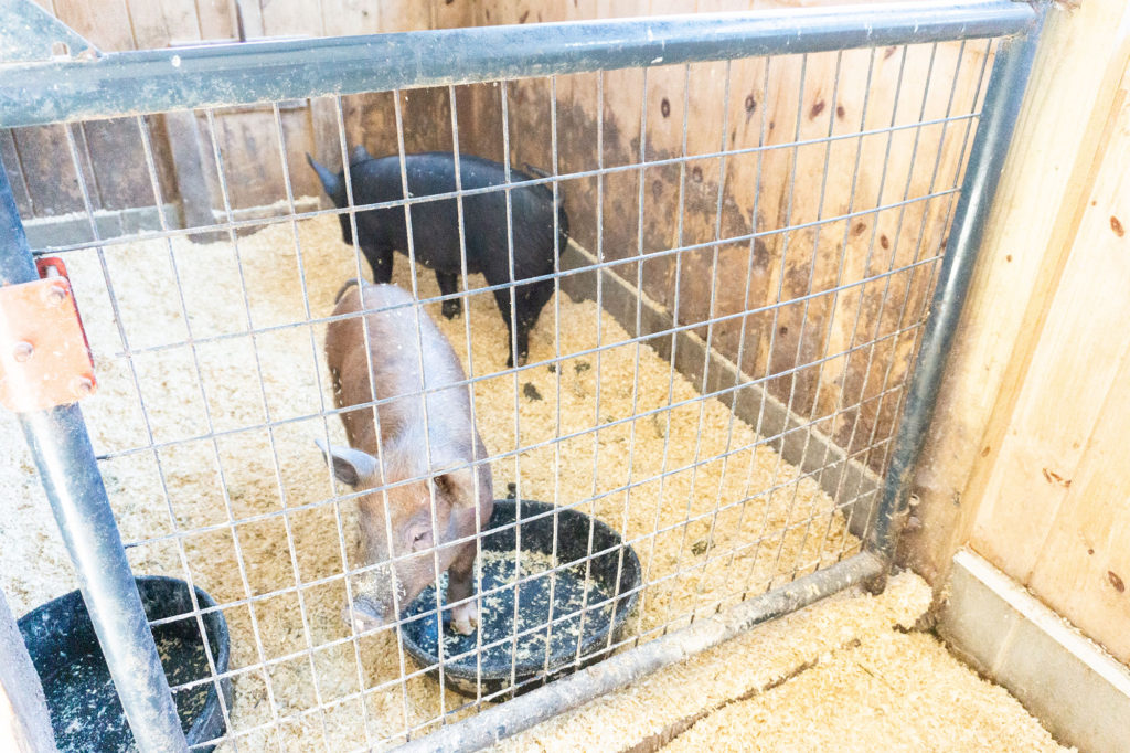 pigs at Merrifield Farm