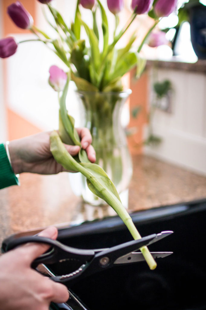 how to take care of tulips