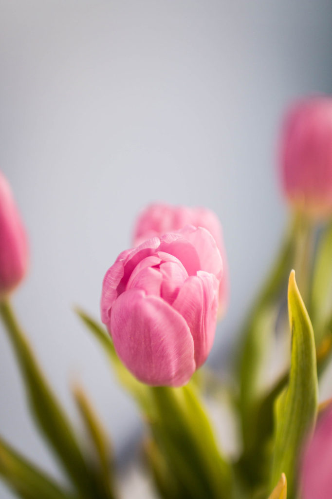 pink spring Tulips