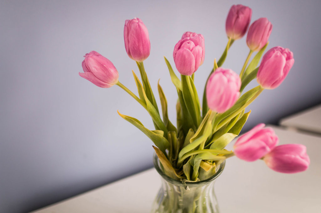 spring pink Tulips 