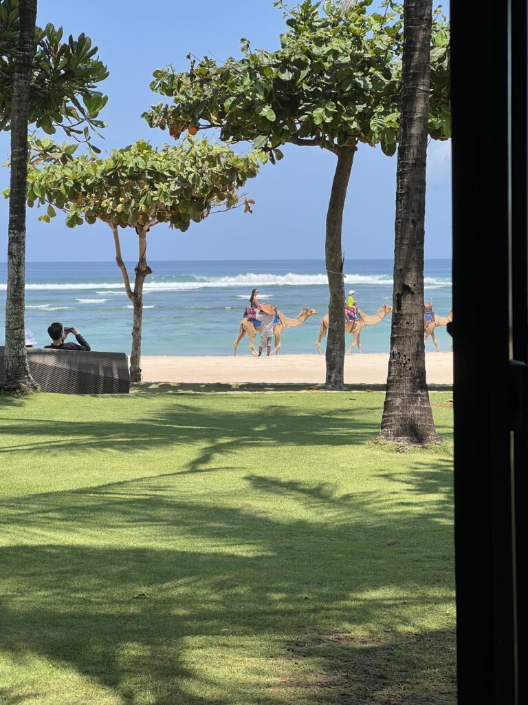 view from the beach grill featuring camels on the beach